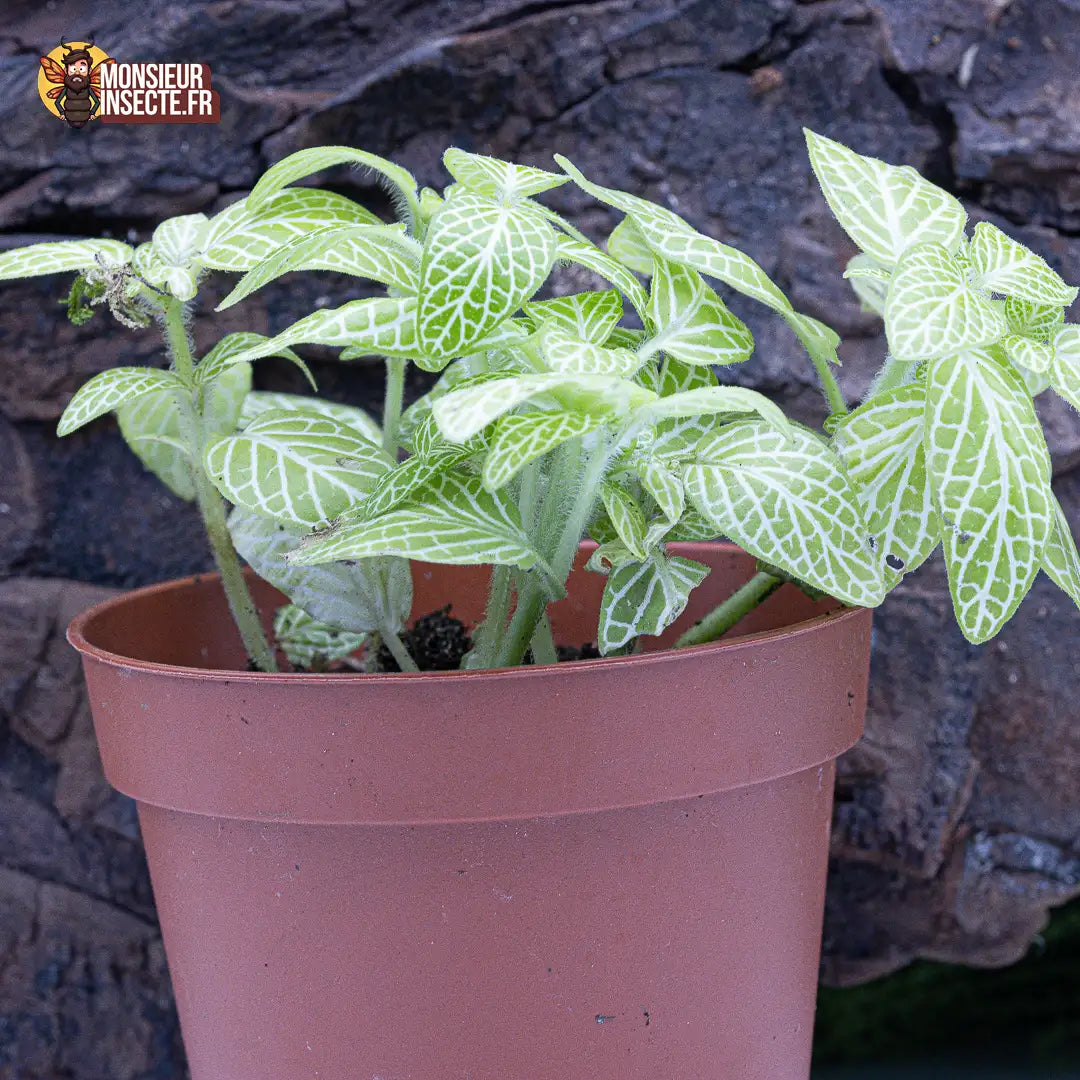 achat-fittonia-verte-claire-nervures-blanches-2