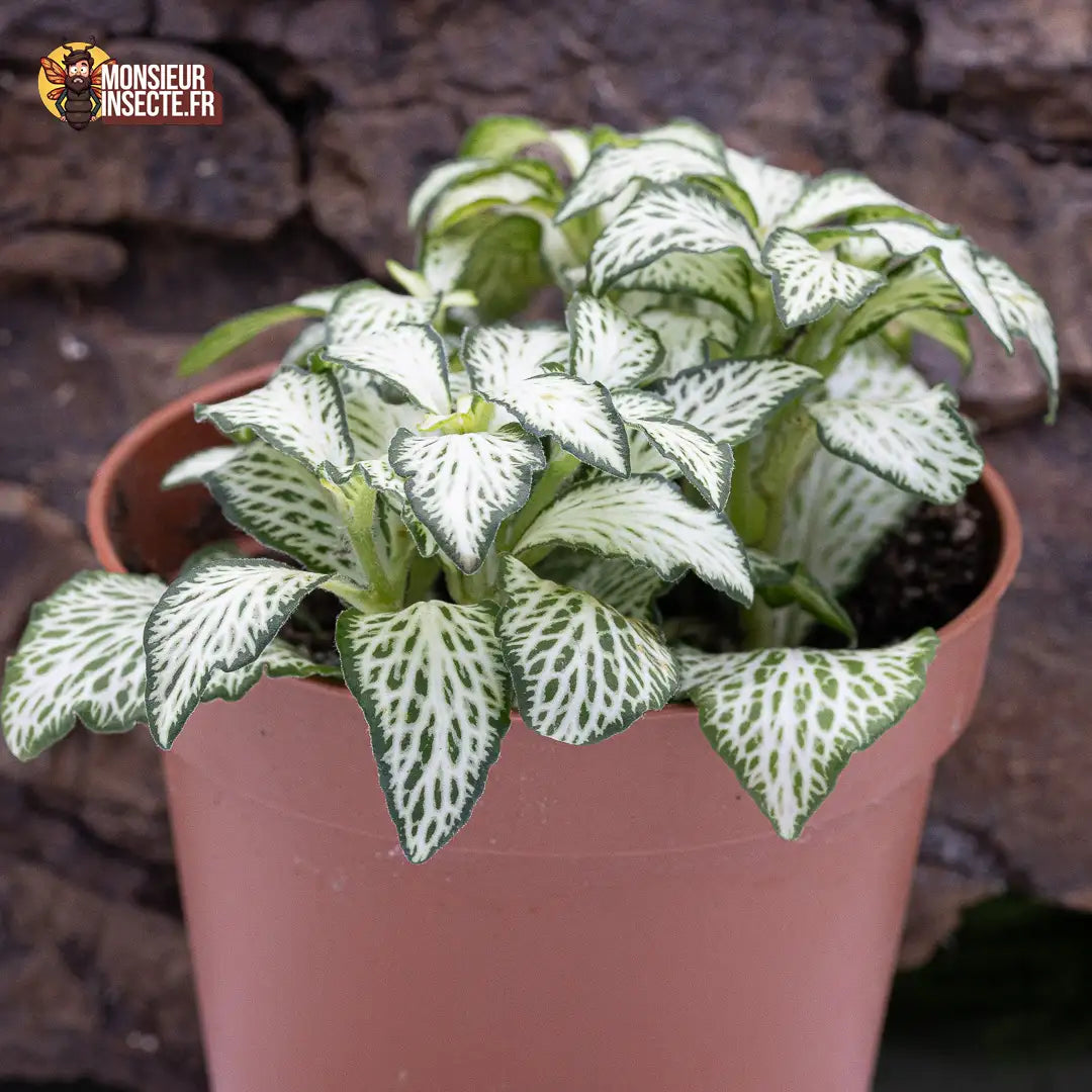 achat-fittonia-verte-nervures-blanches-2