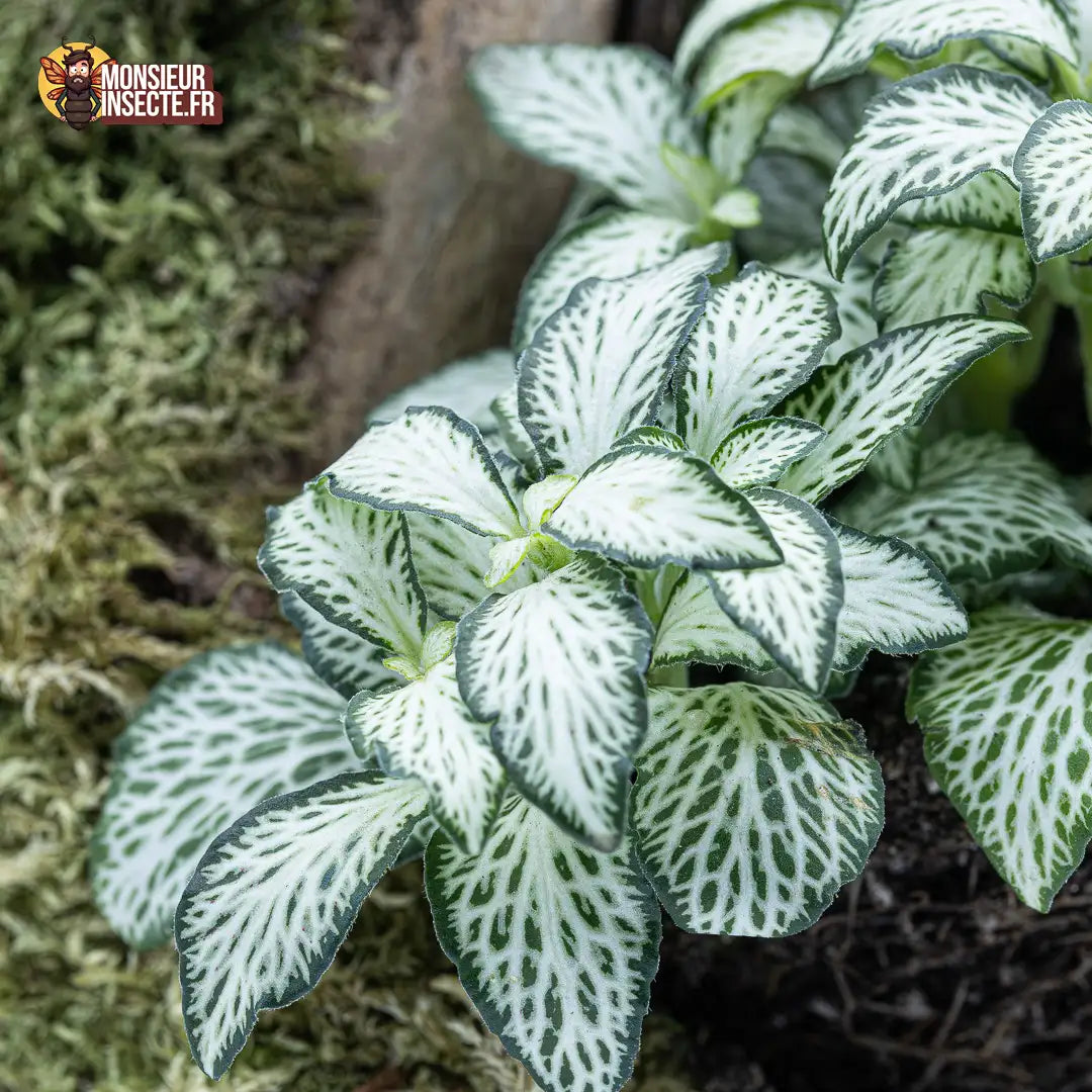 achat-fittonia-verte-nervures-blanches1