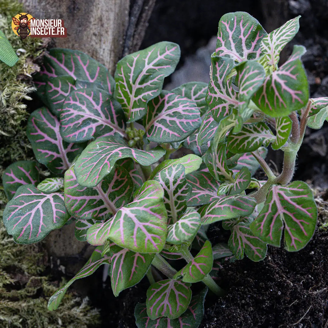 achat-fittonia-verte-nervures-roses-1