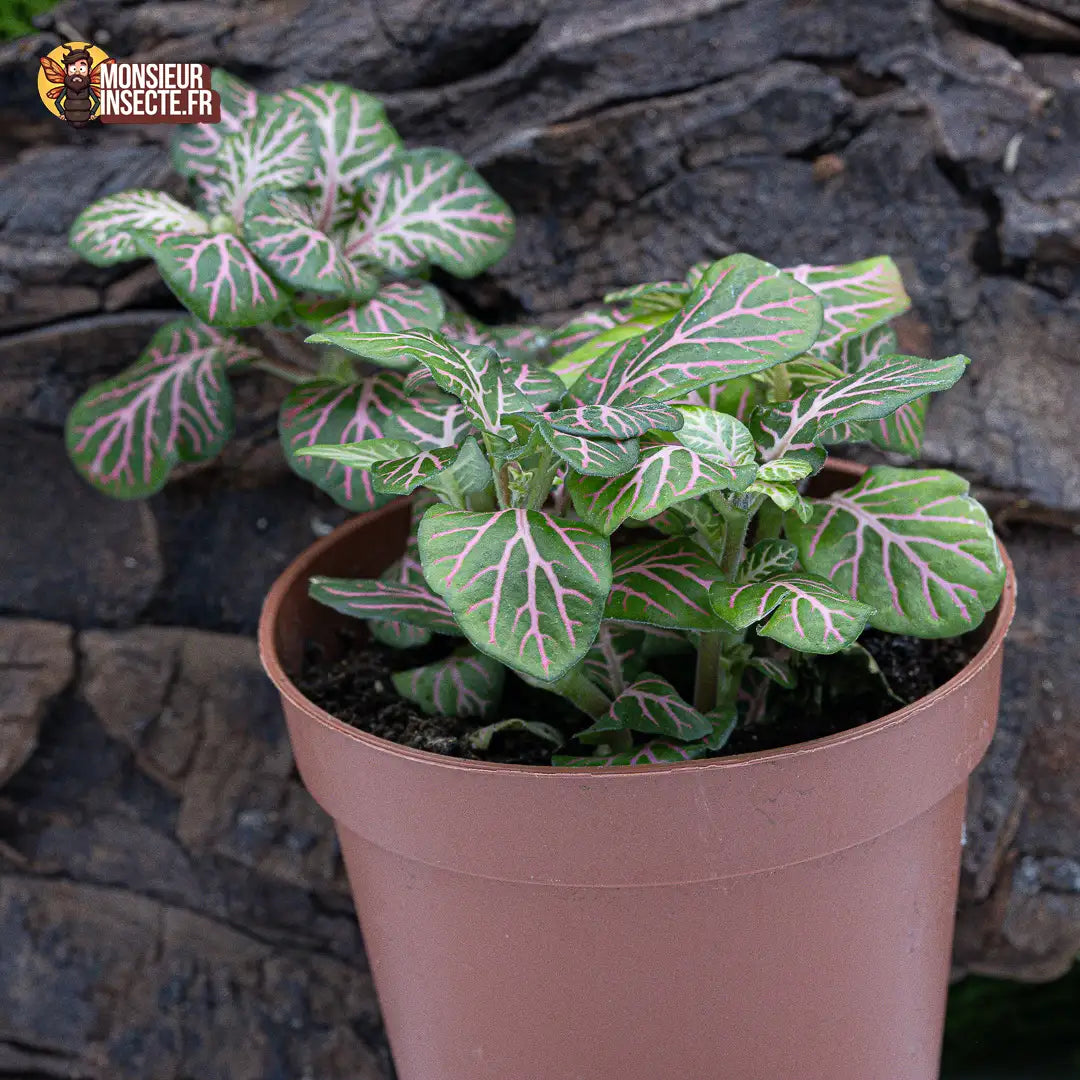 achat-fittonia-verte-nervures-roses-2