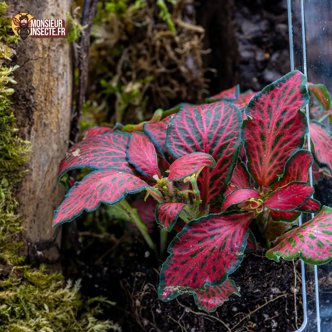 achat-fittonia-verte-nervures-rouges-1