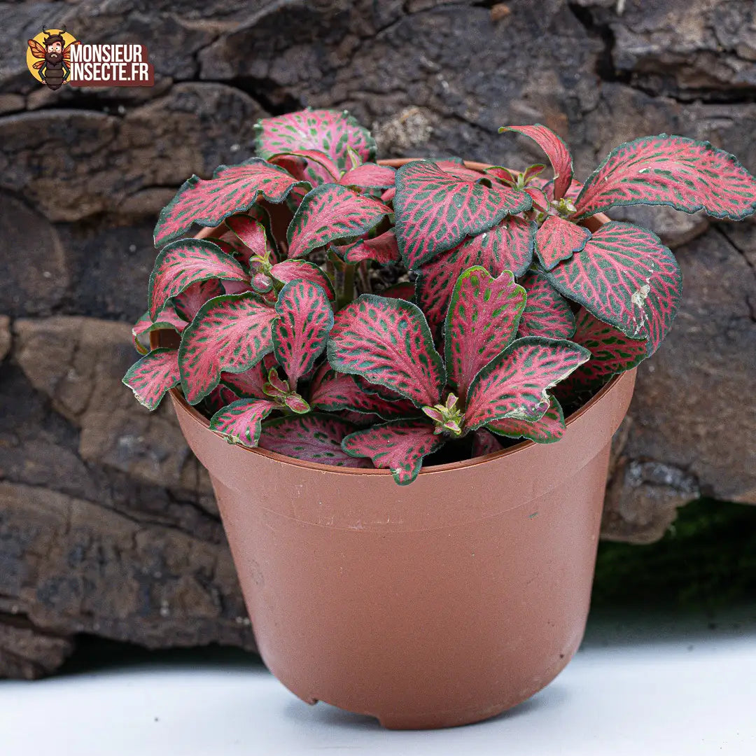 achat-fittonia-verte-nervures-rouges-2