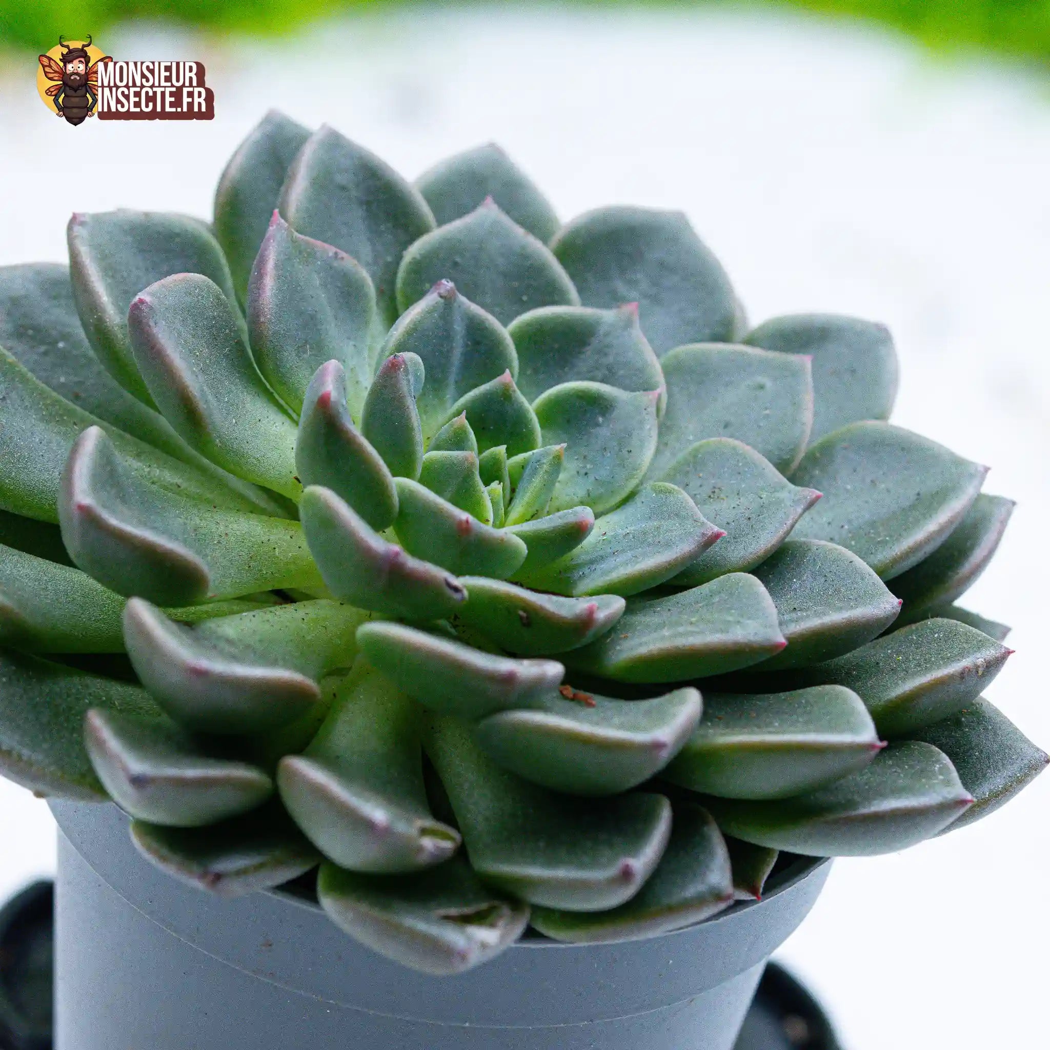 achat-graptopetalum-tacitus-1