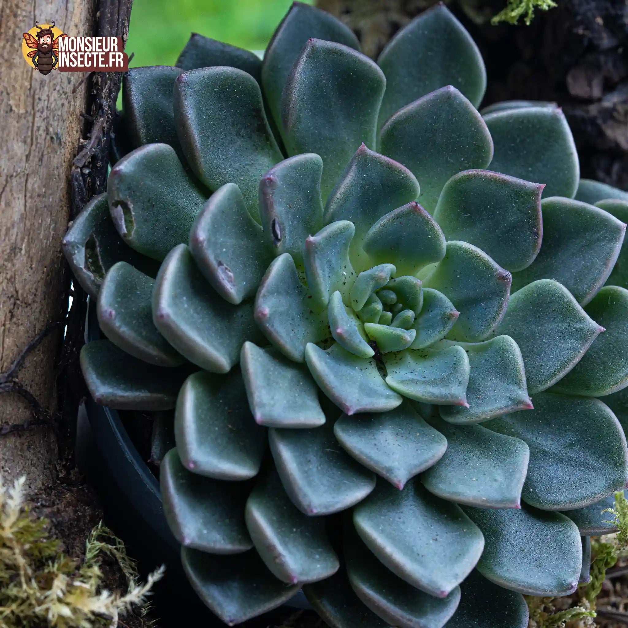 achat-graptopetalum-tacitus-2