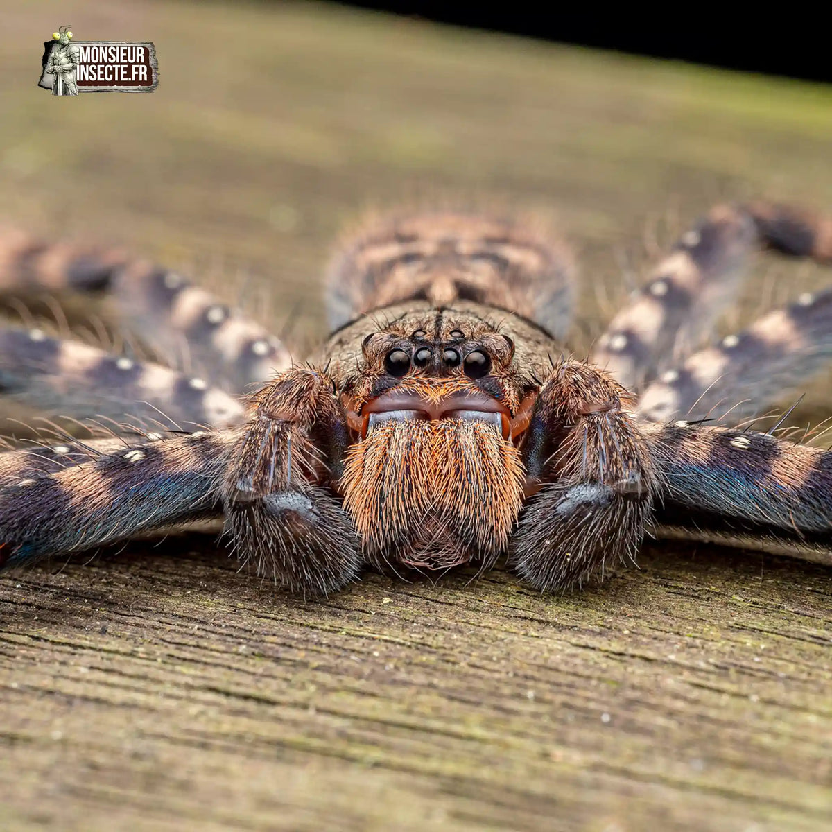 achat-heteropoda-lunula-2