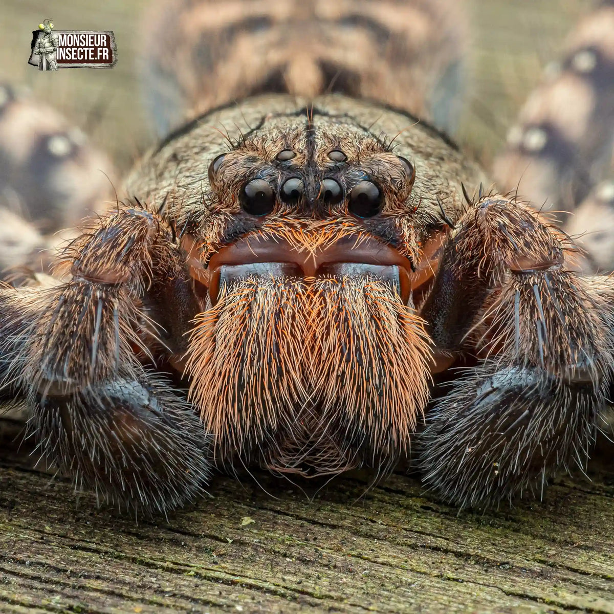 achat-heteropoda-lunula-3