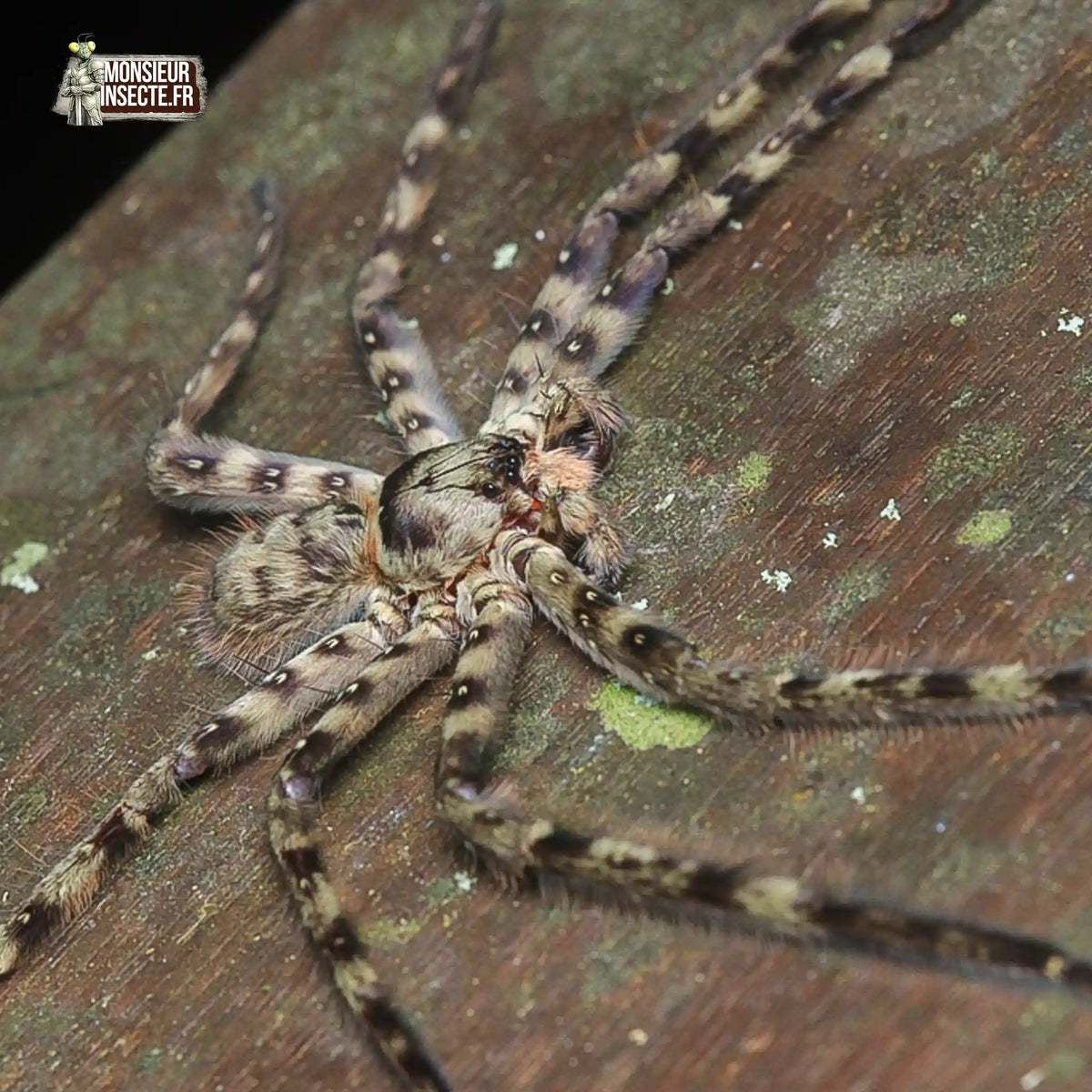 achat-heteropoda-lunula-15
