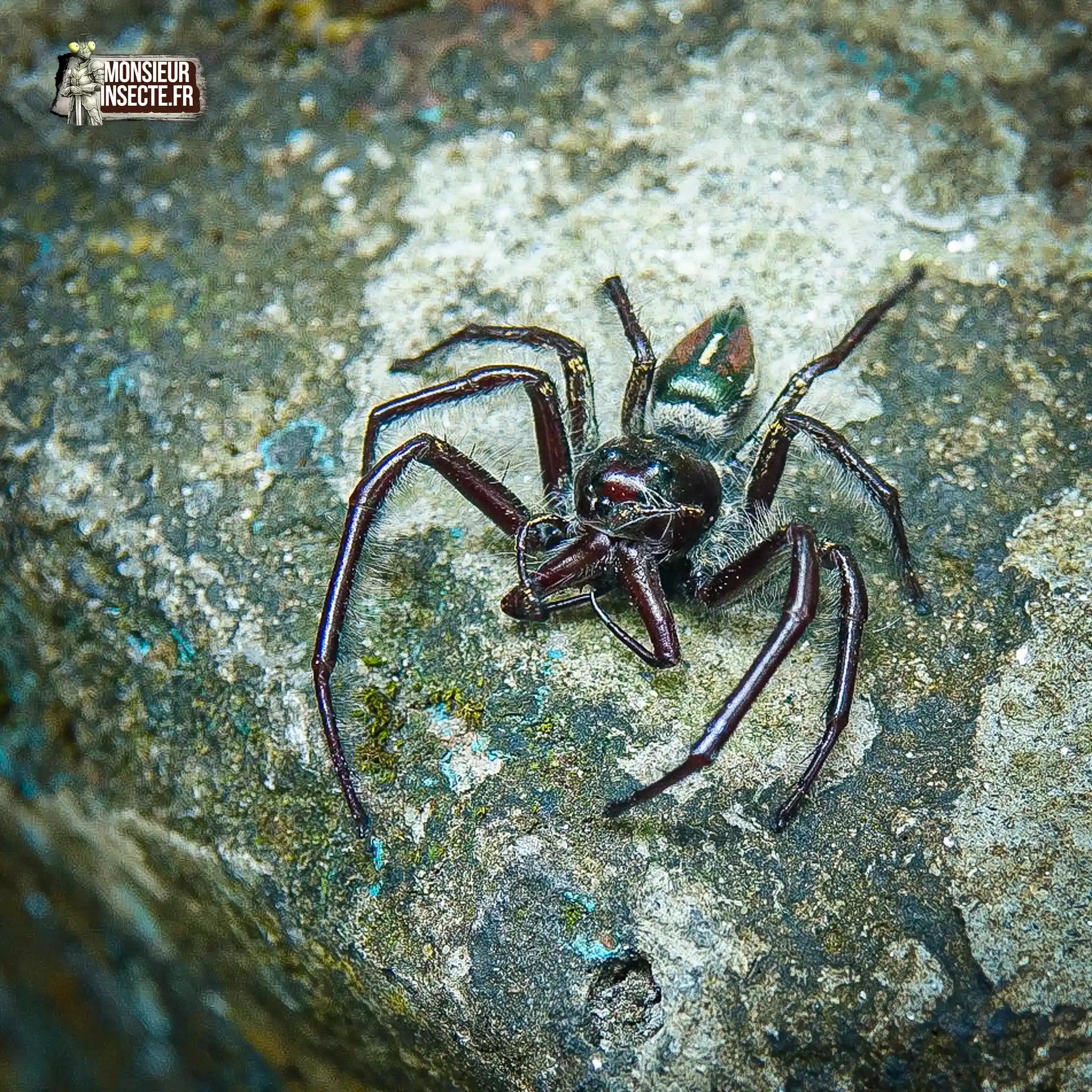 achat-hyllus-giganteus-1