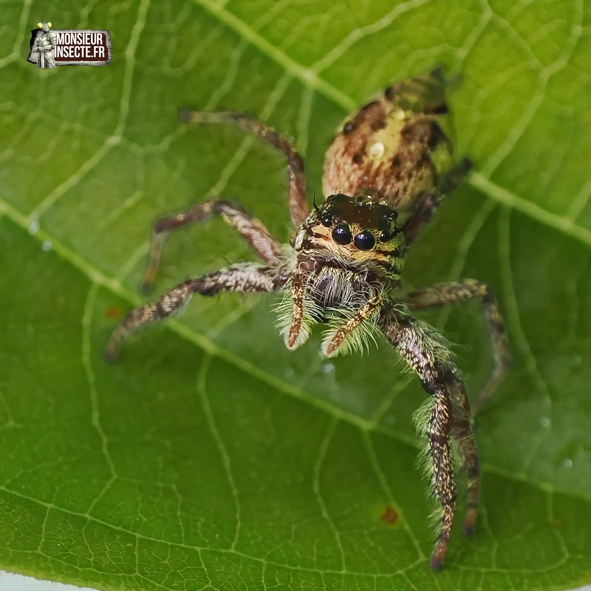achat-hyllus-giganteus-4