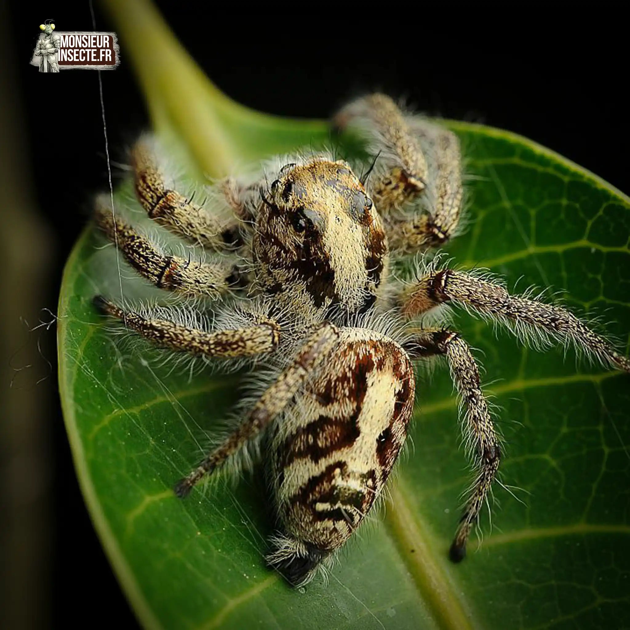 achat-hyllus-giganteus-6