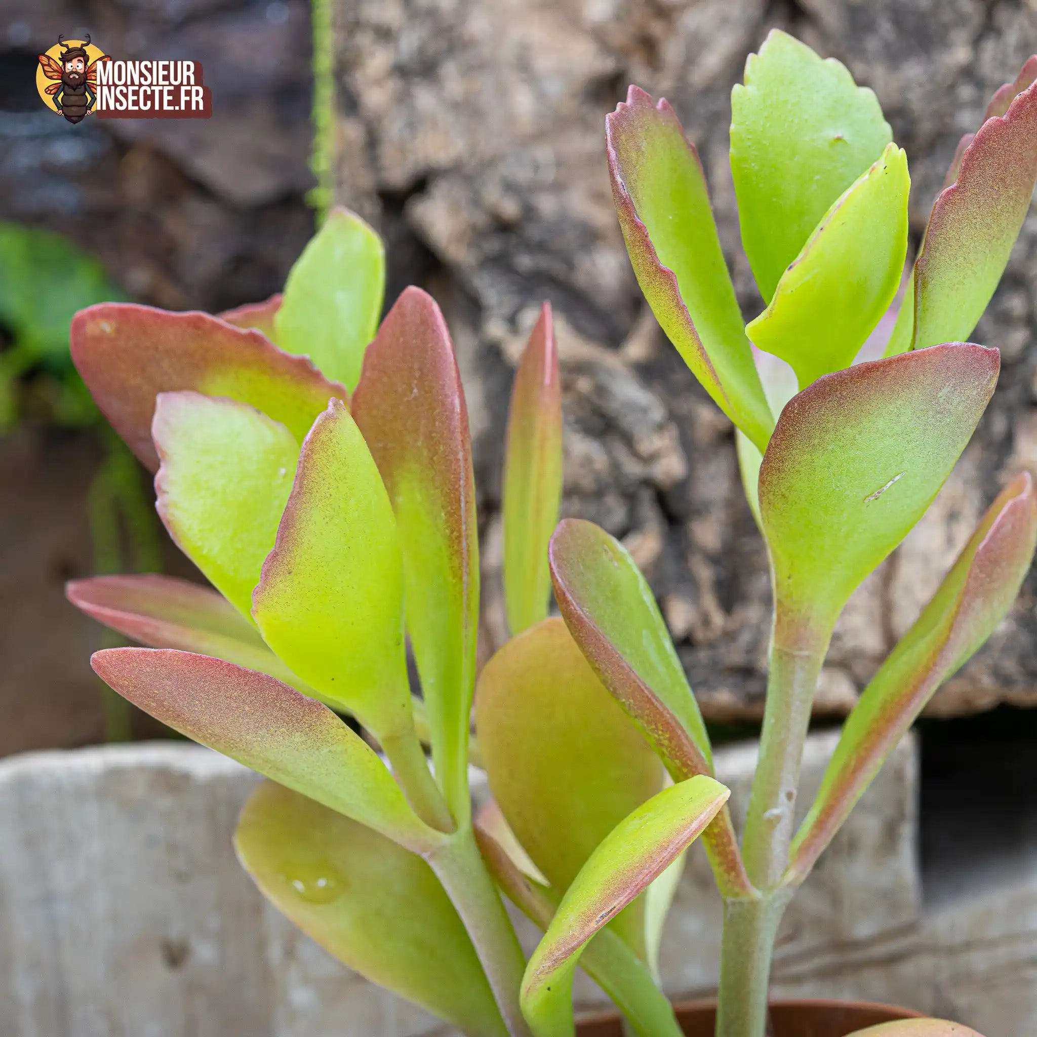 achat-kalanchoe-thyrsiflora-1
