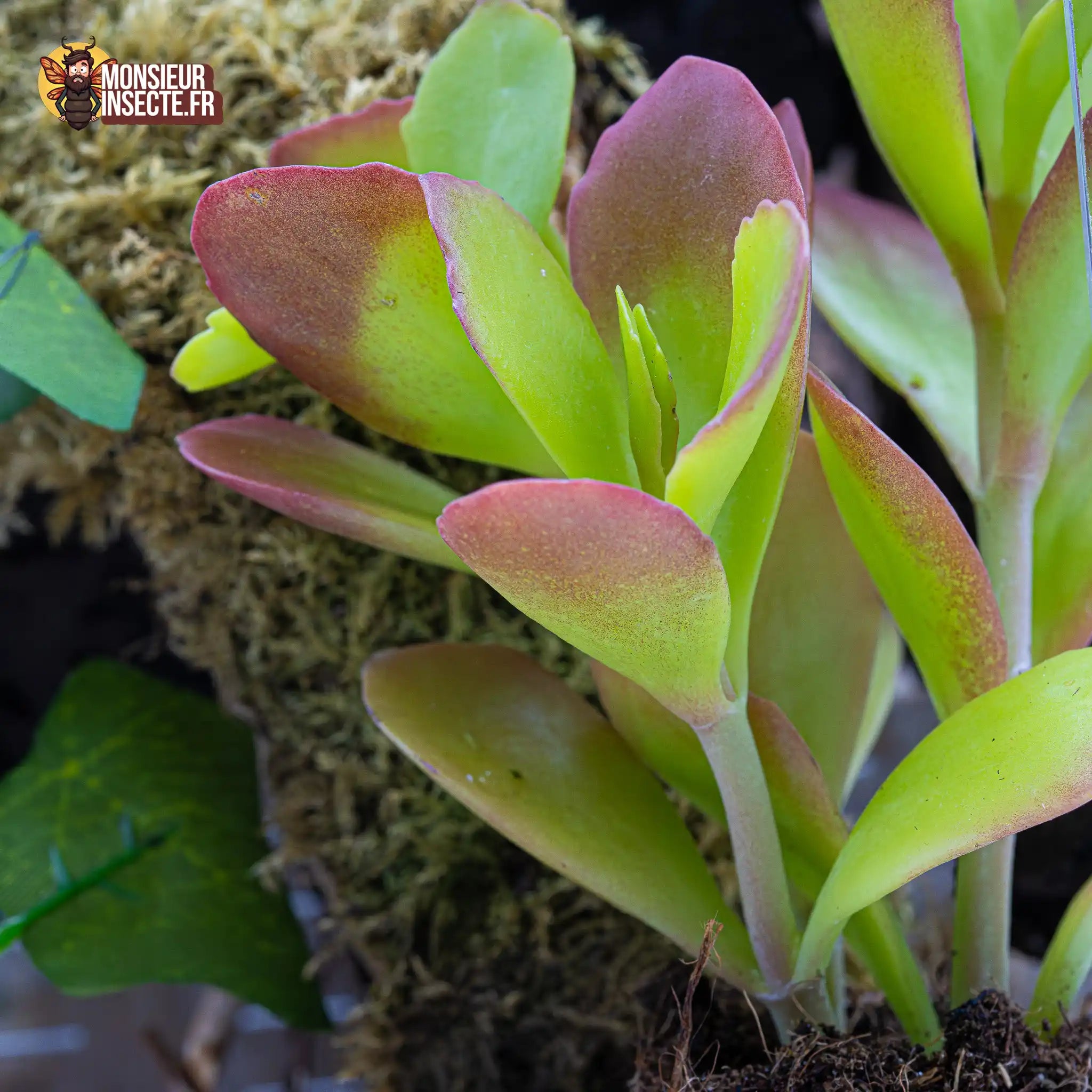 achat-kalanchoe-thyrsiflora-2