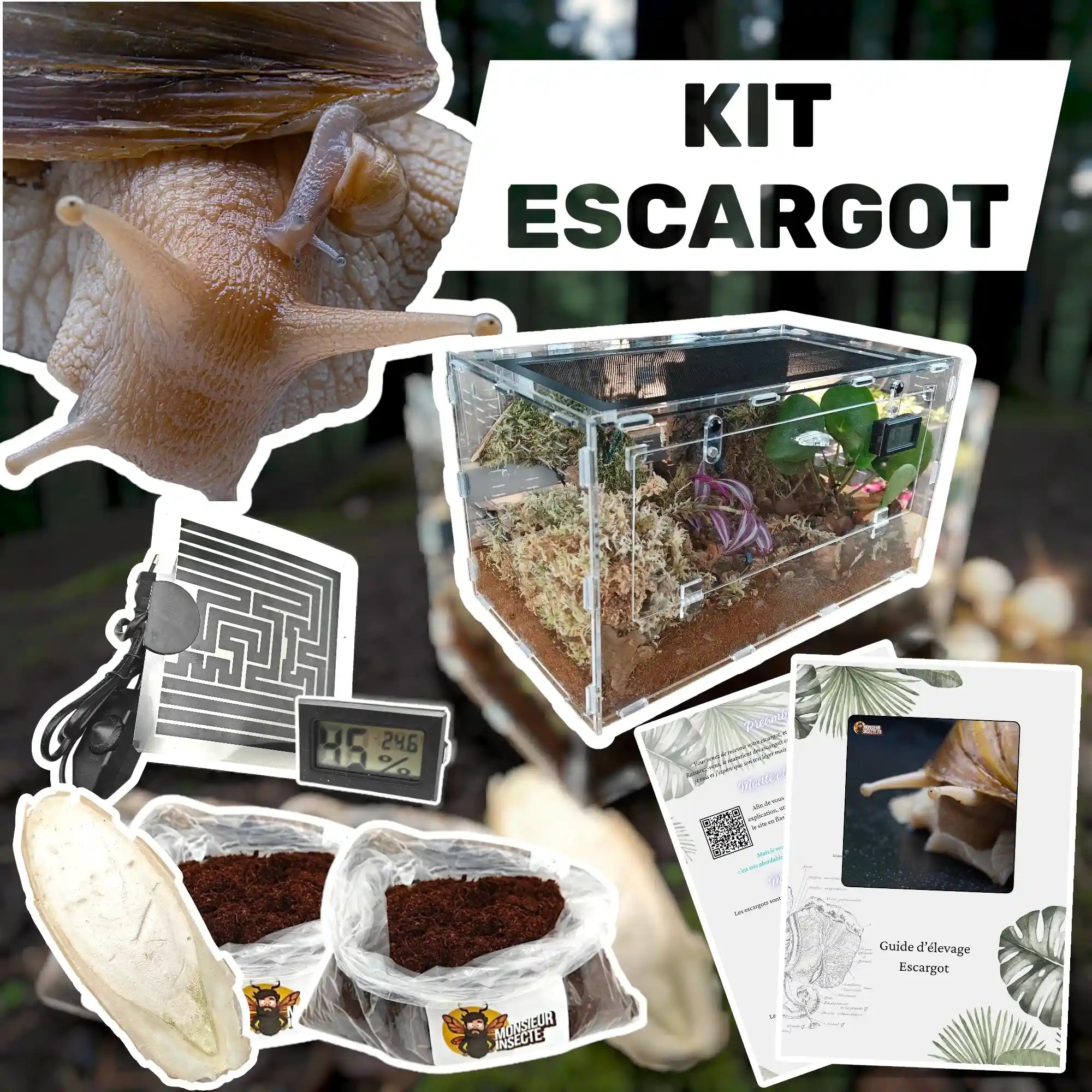 achat-kit-elevage-escargot-geant
