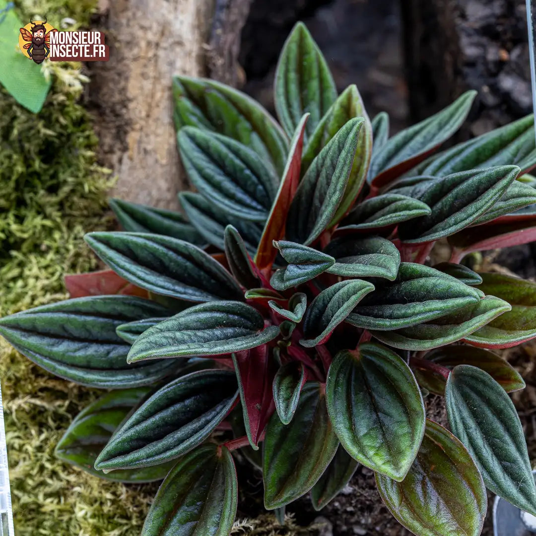 achat-peperoma-caperata-rosso-1