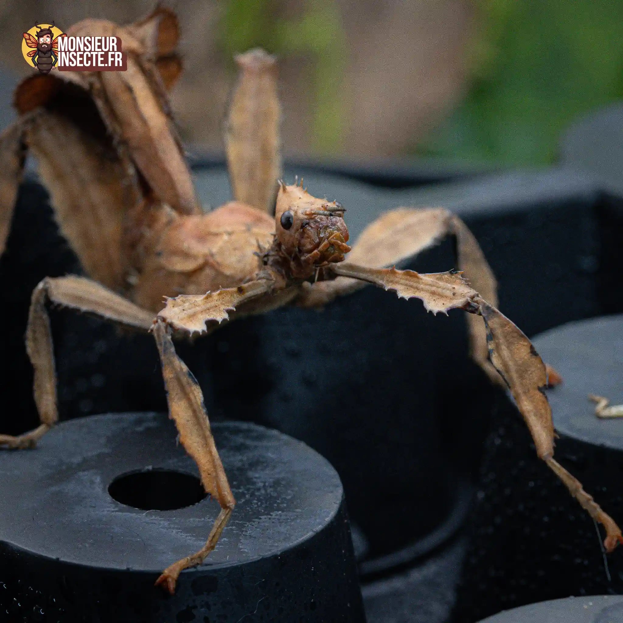 achat-phasme-scorpion-3