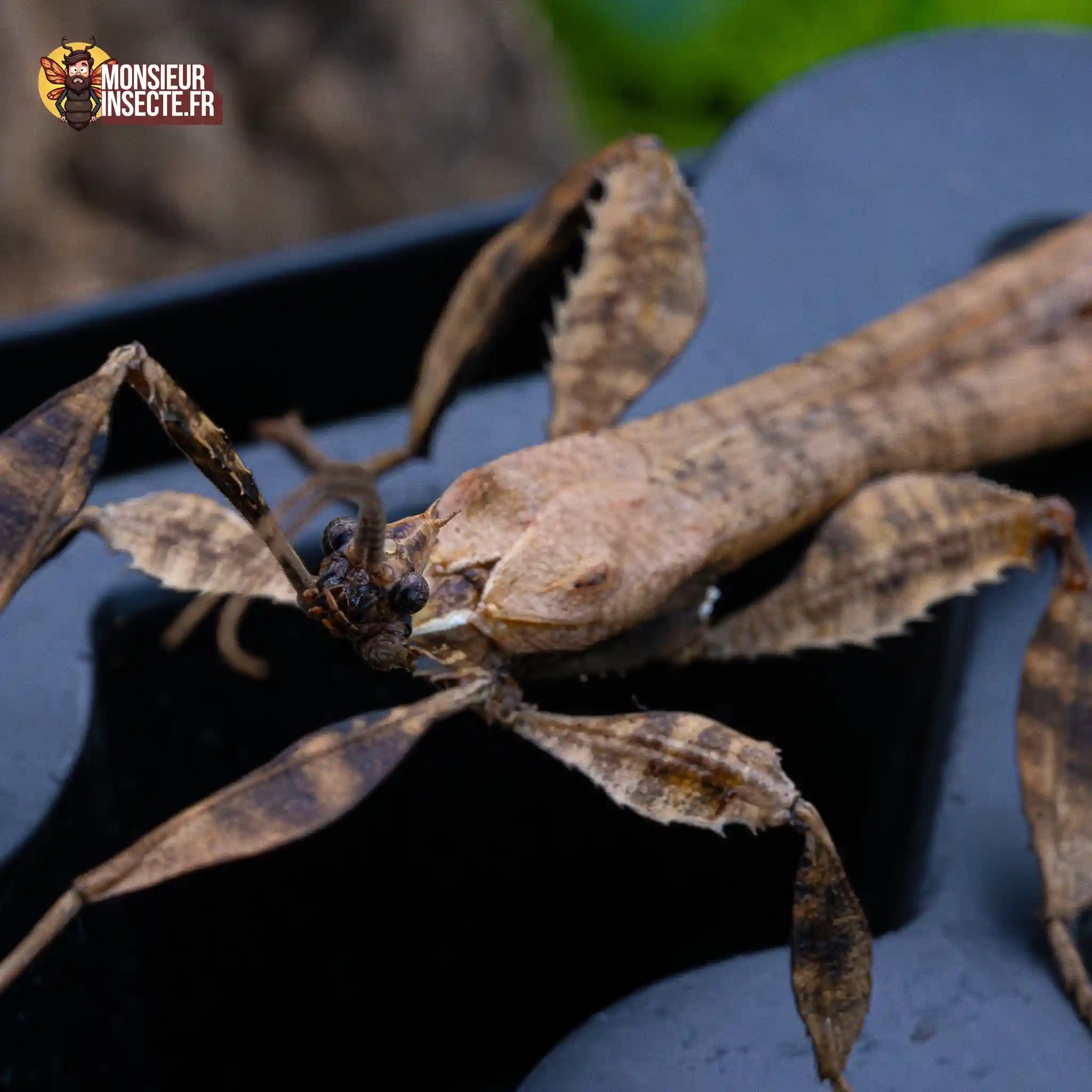 achat-phasme-scorpion-7