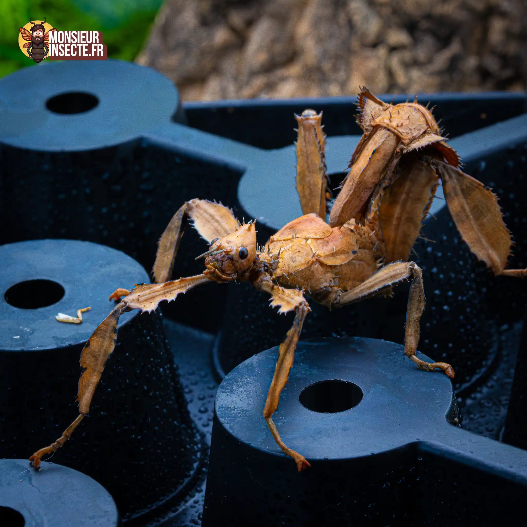 achat-phasme-scorpion-8