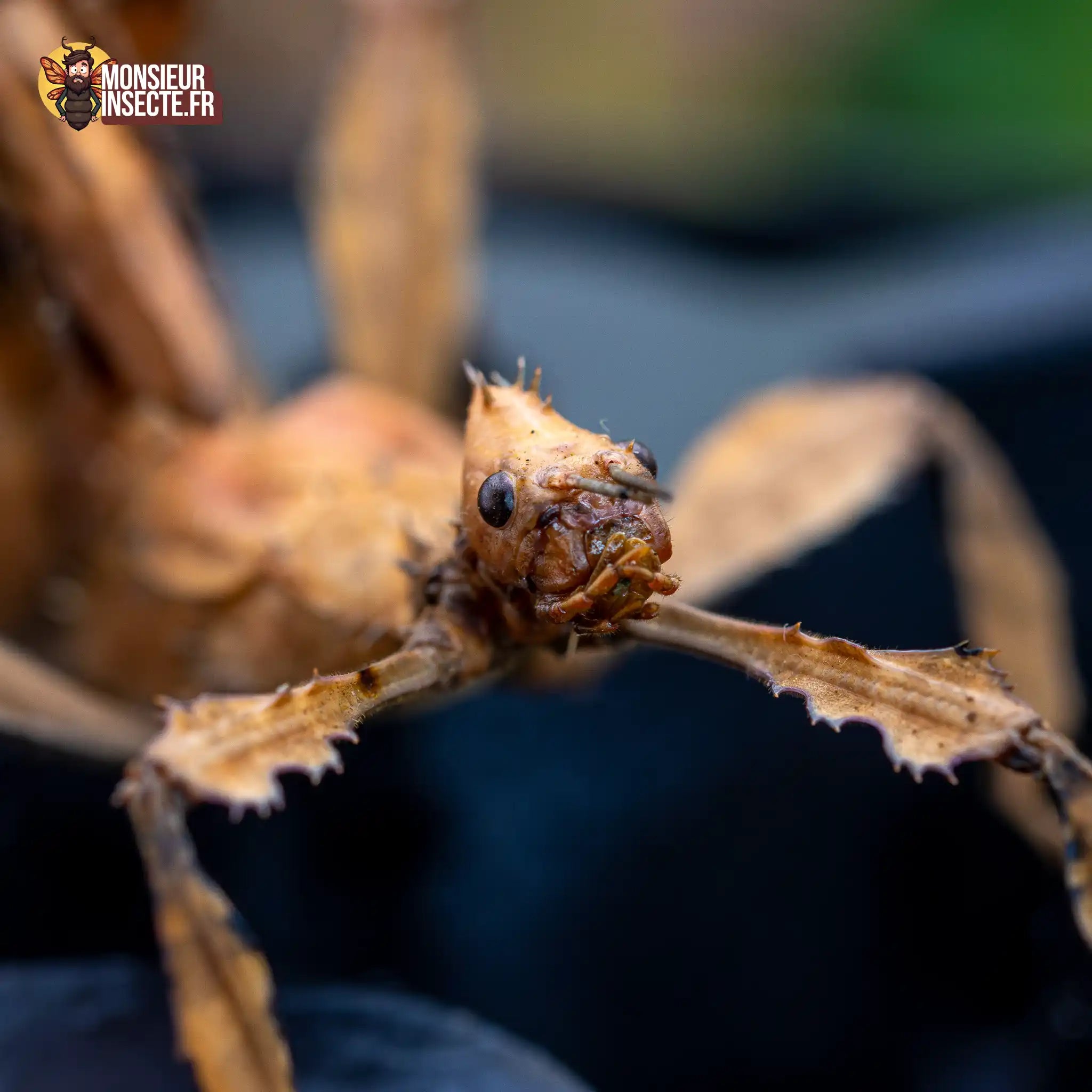 achat-phasme-scorpion-9
