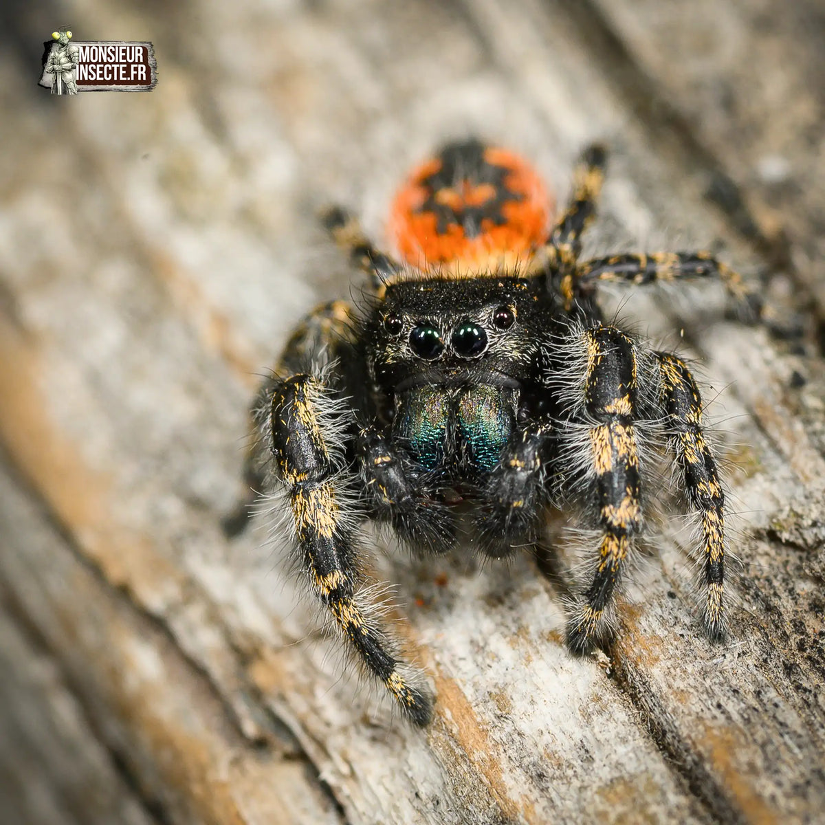 achat-phidippus-borealis-3