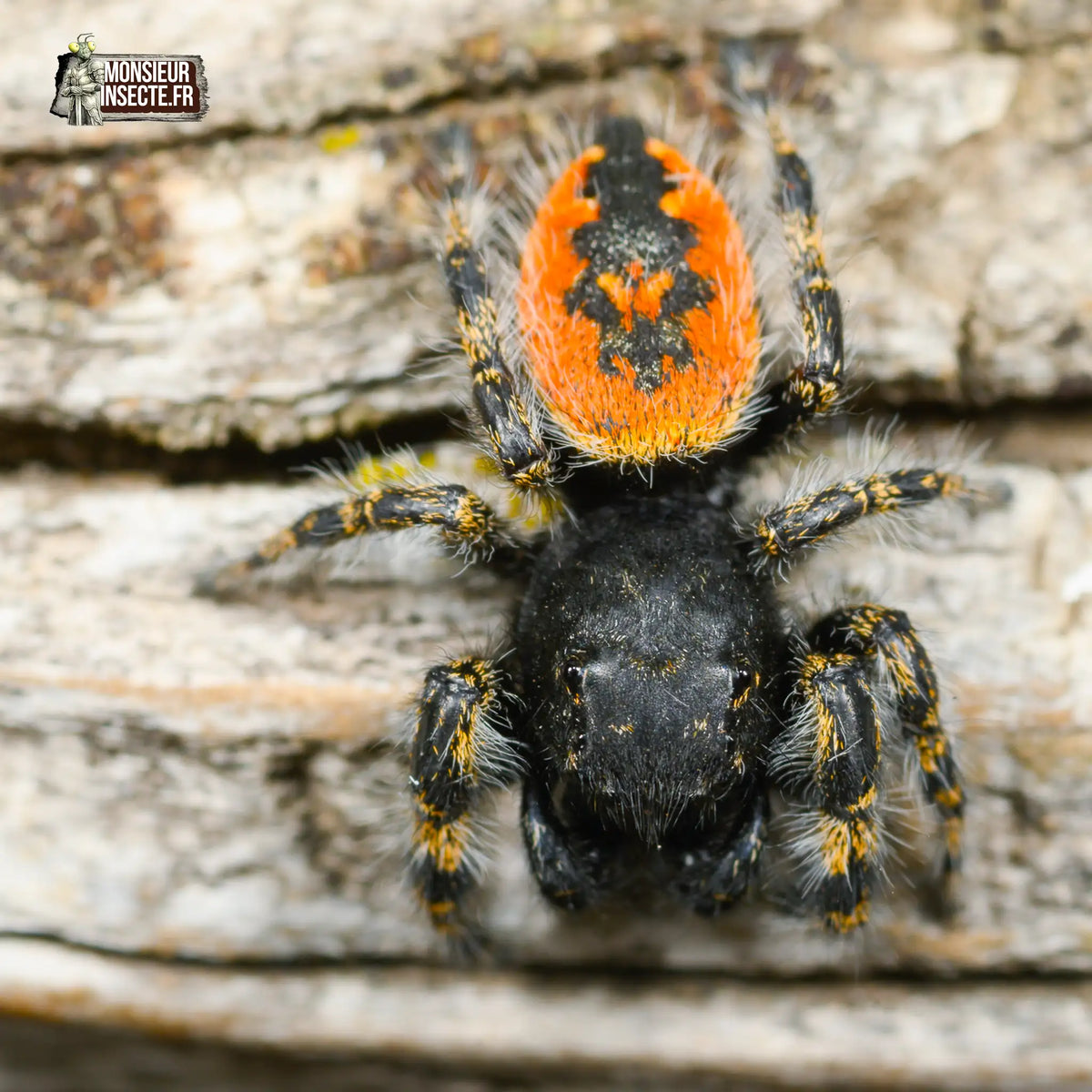 achat-phidippus-borealis-4