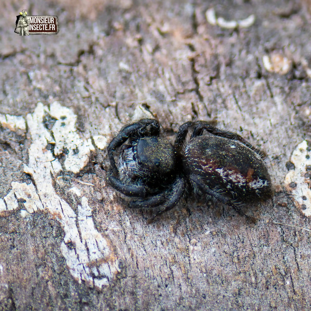 achat-phidippus-borealis-5