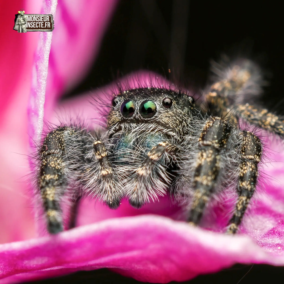 achat-phidippus-borealis-6