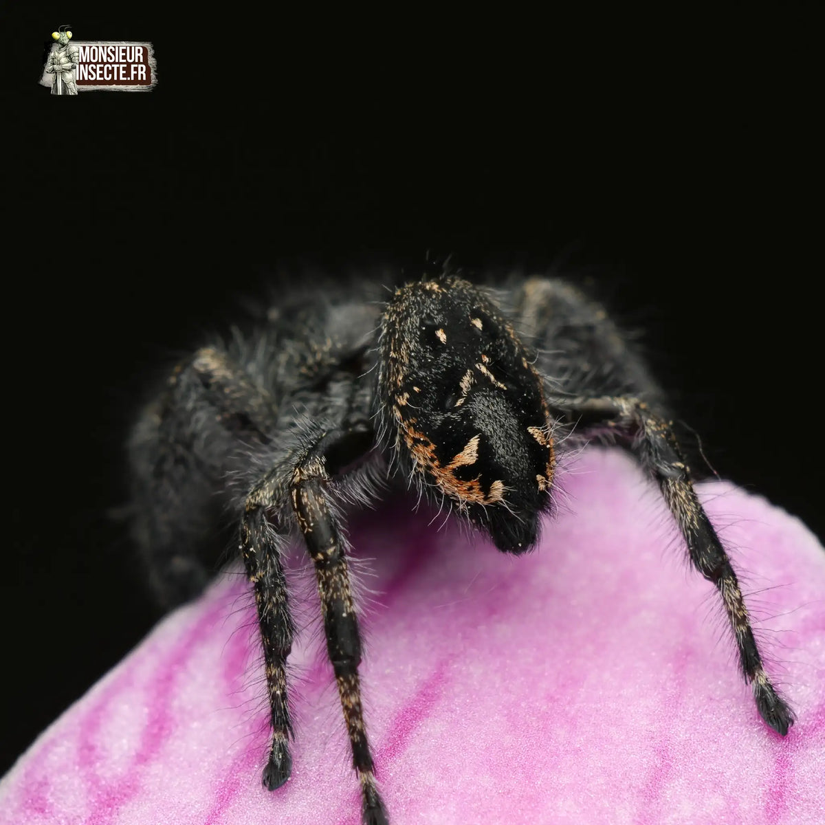 achat-phidippus-borealis-7