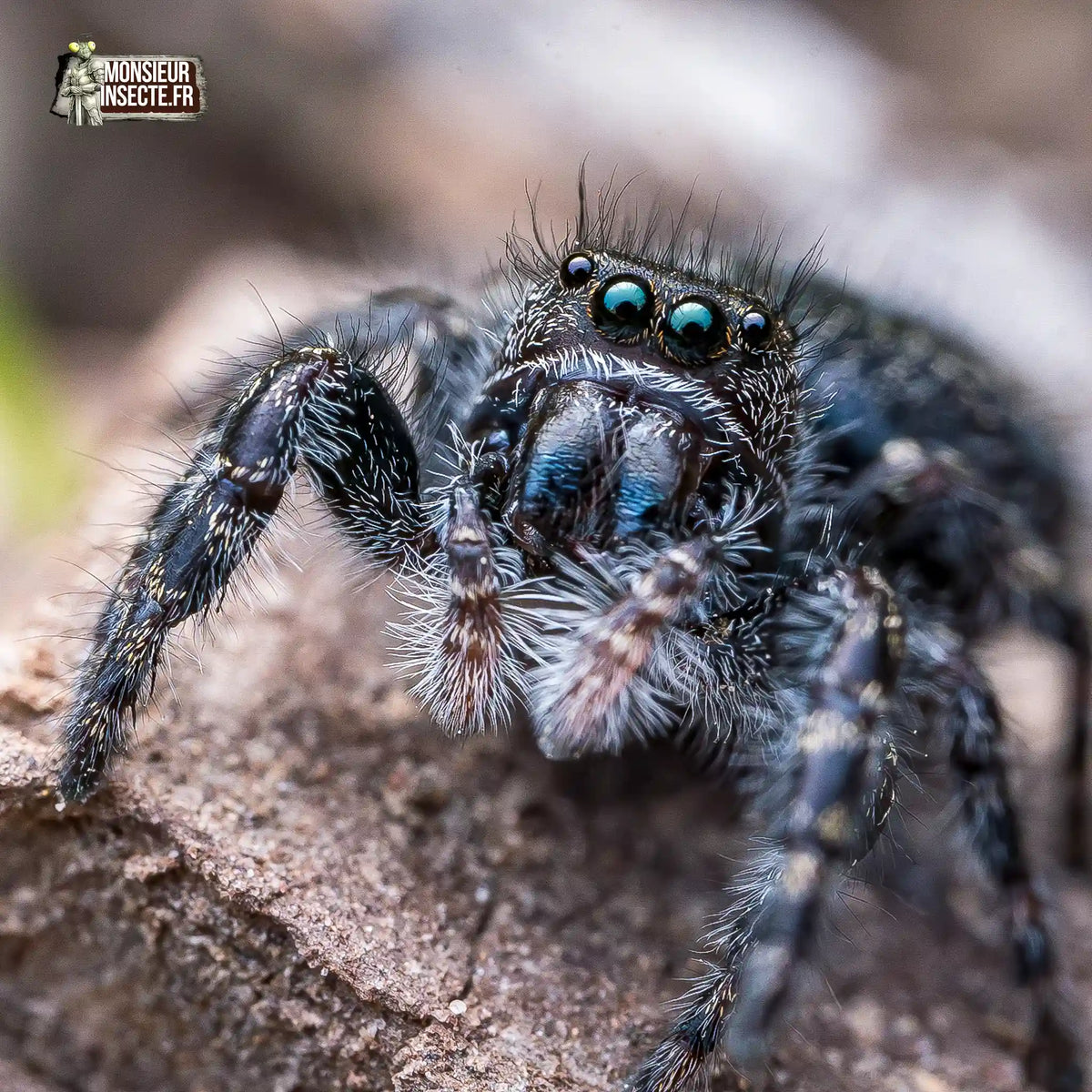 achat-phidippus-borealis-82
