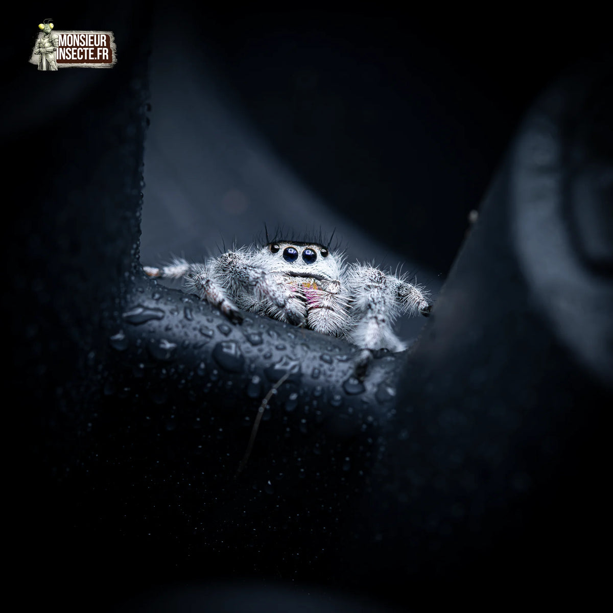 Araignée | Phidippus Regius Apalachicola
