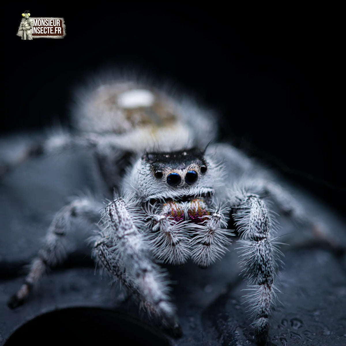 achat-phidippus-regius-apalachicola-2