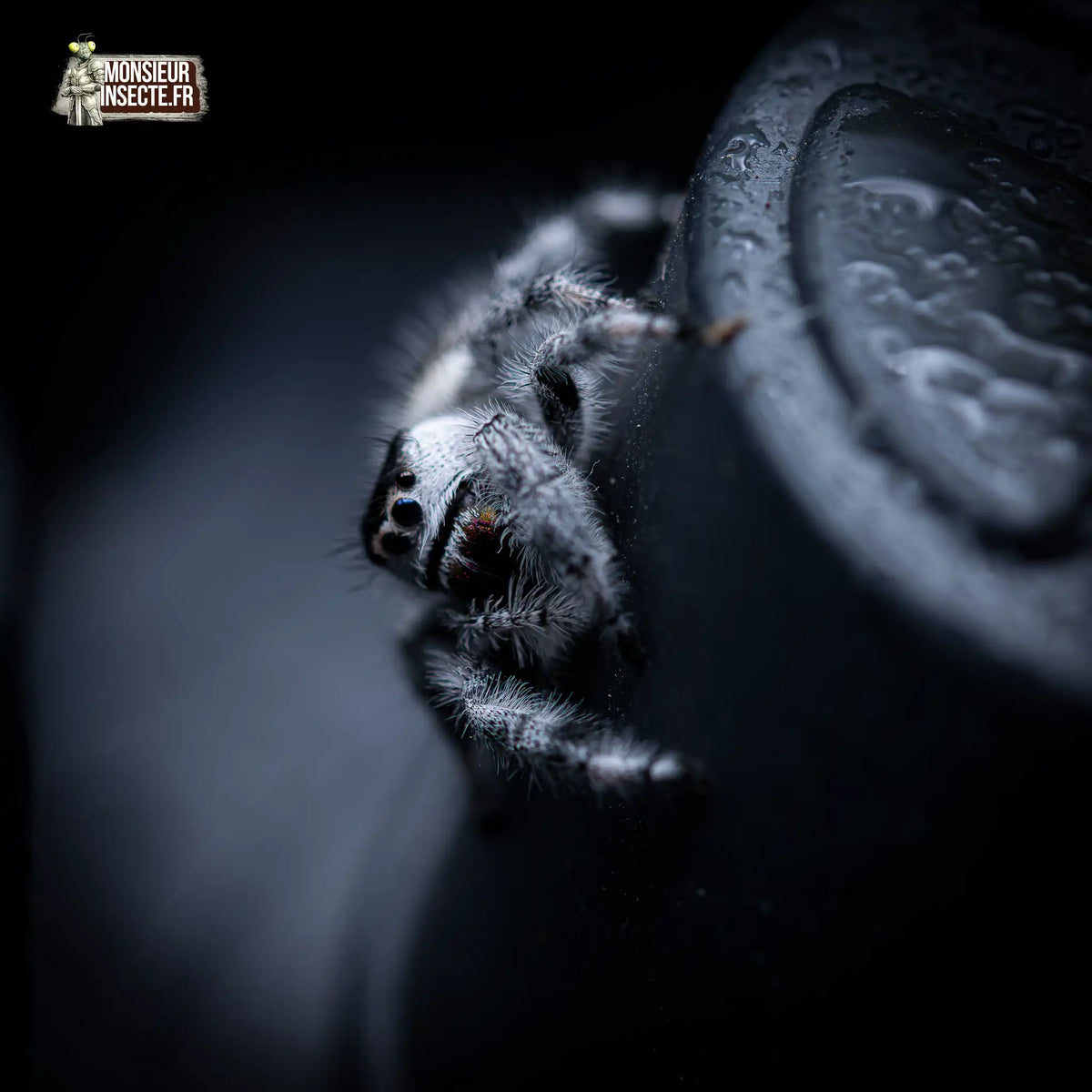 achat-phidippus-regius-apalachicola-3