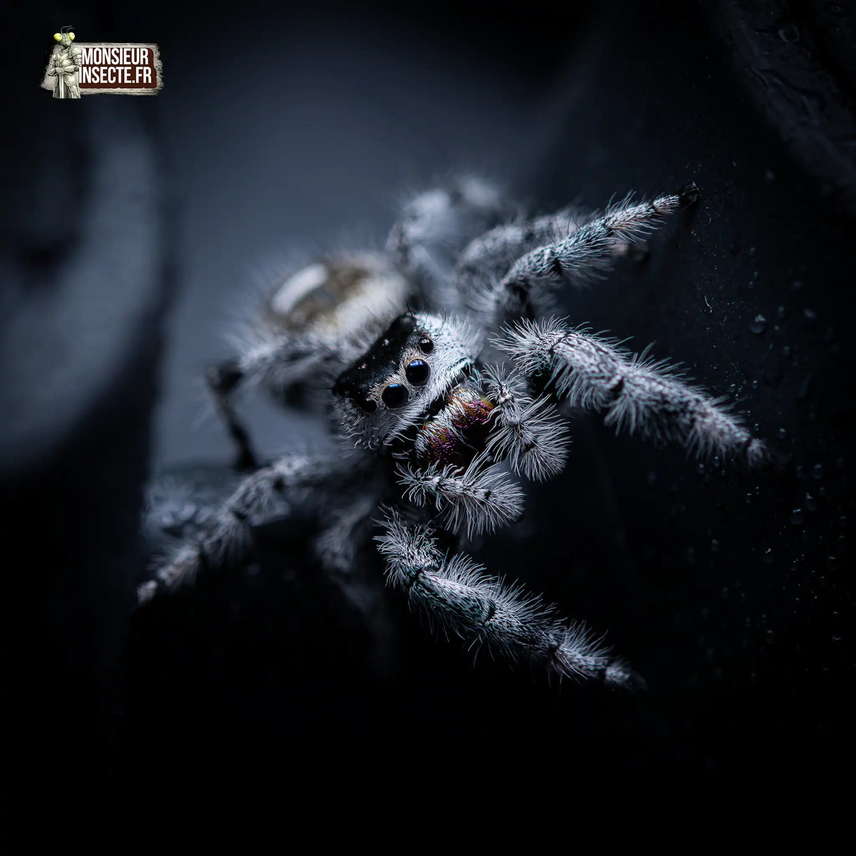 achat-phidippus-regius-apalachicola-4