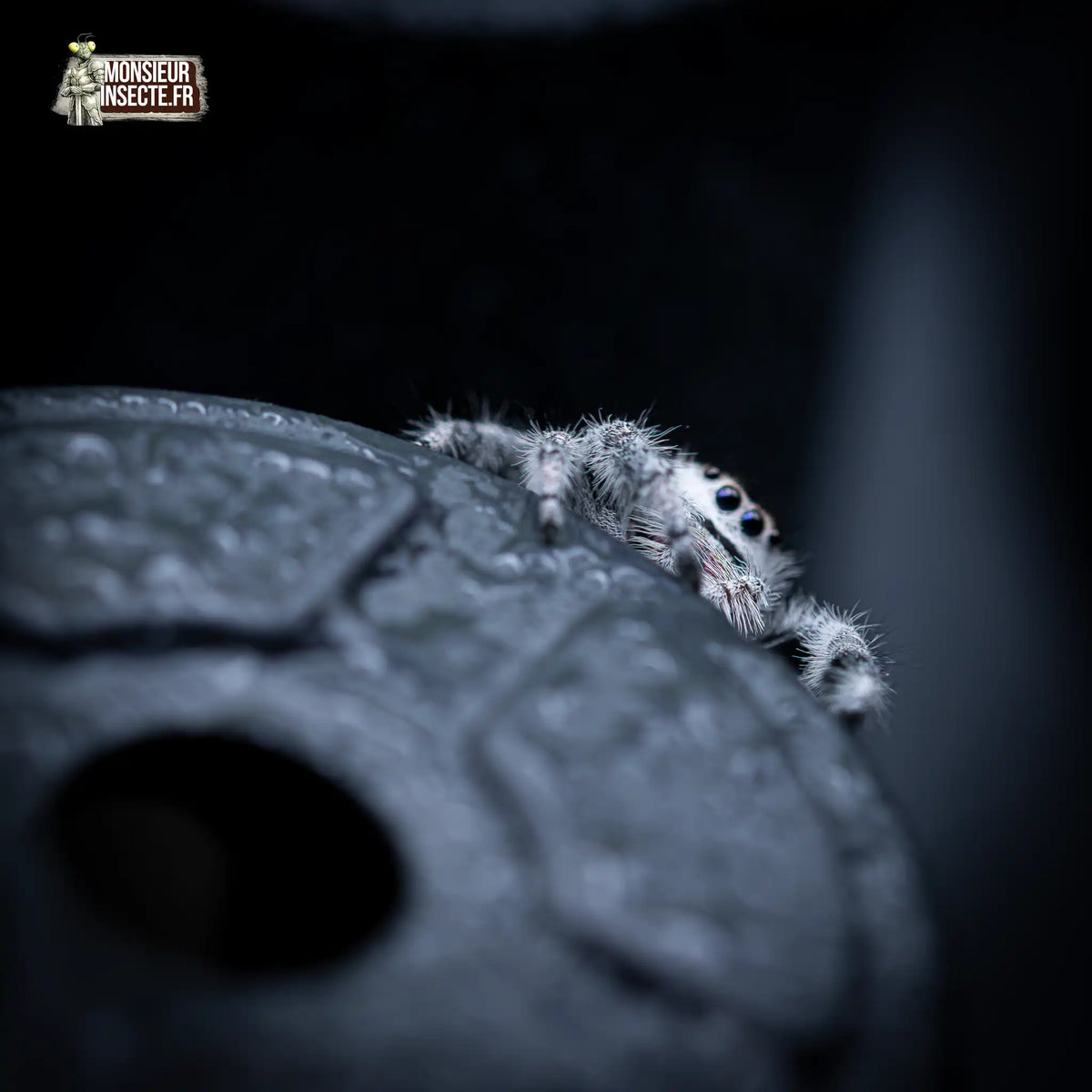 achat-phidippus-regius-apalachicola-5