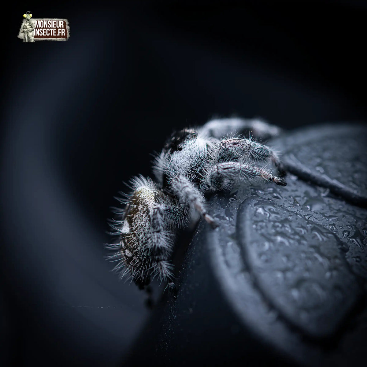 achat-phidippus-regius-apalachicola-6