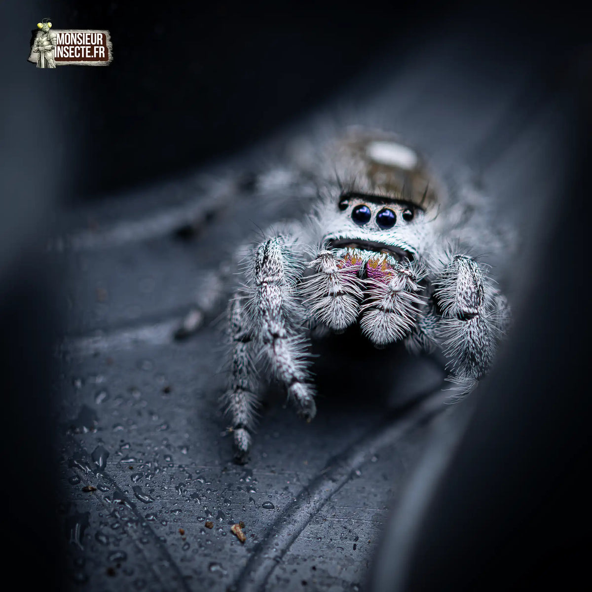 achat-phidippus-regius-apalachicola-8