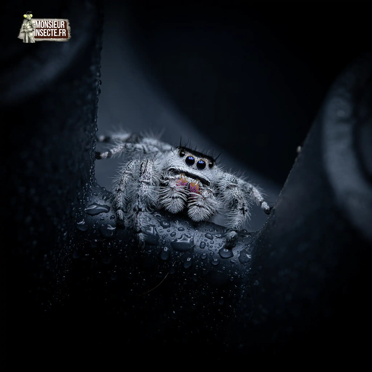 achat-phidippus-regius-apalachicola-9