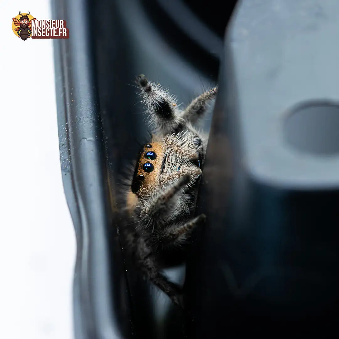 achat-phidippus-regius-florida-1