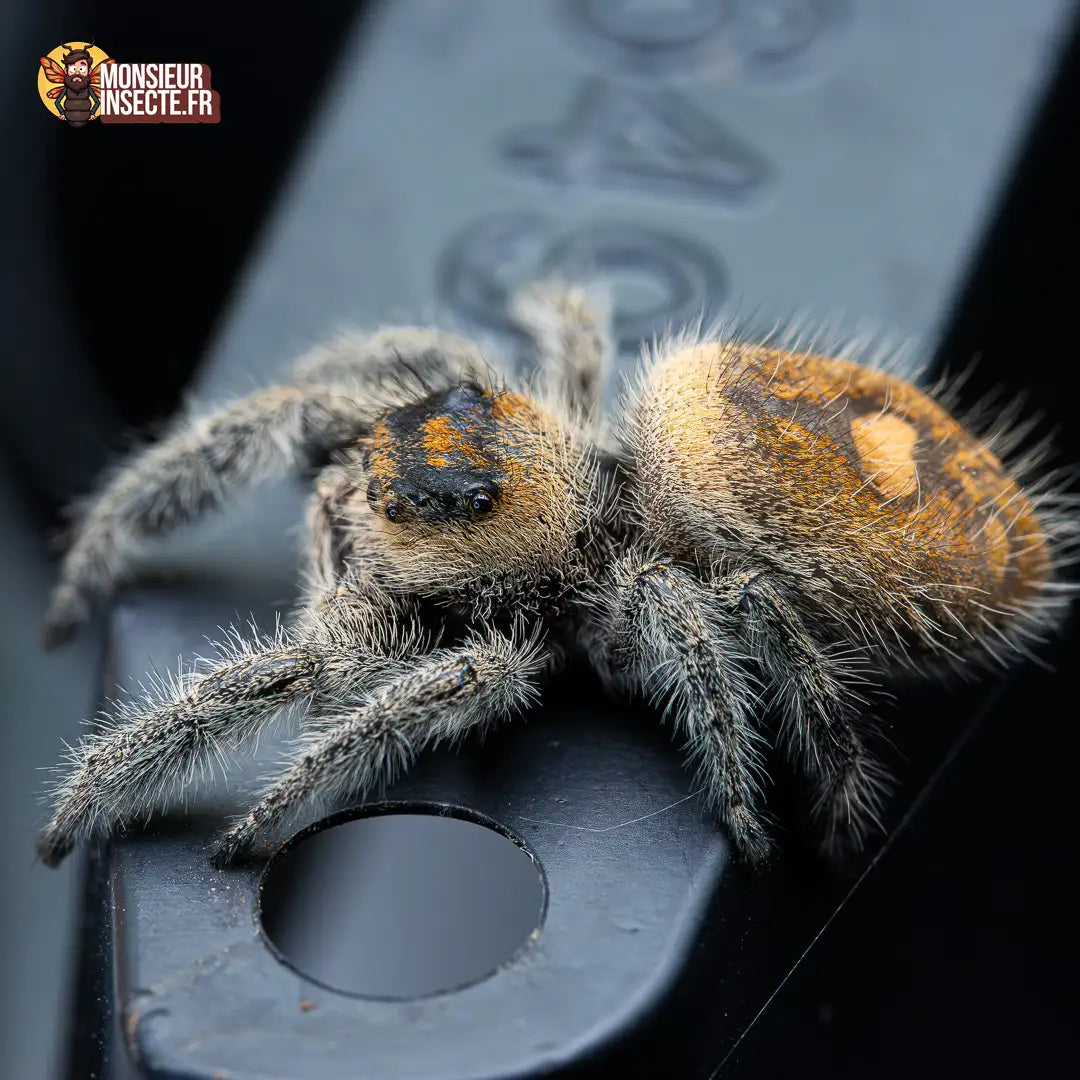 achat-phidippus-regius-florida-2
