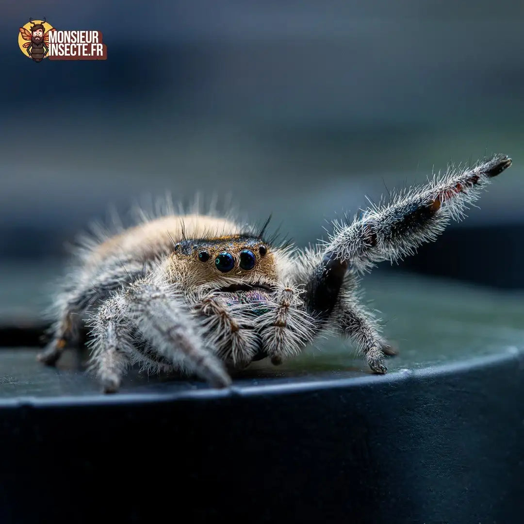 achat-phidippus-regius-florida-6