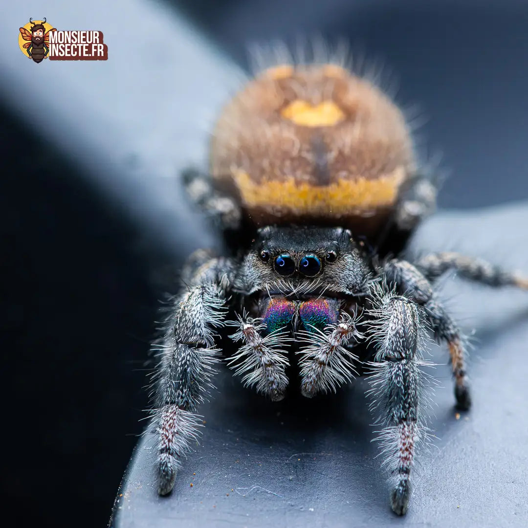 achat-phidippus-regius-sierra-de-bahorucco-11