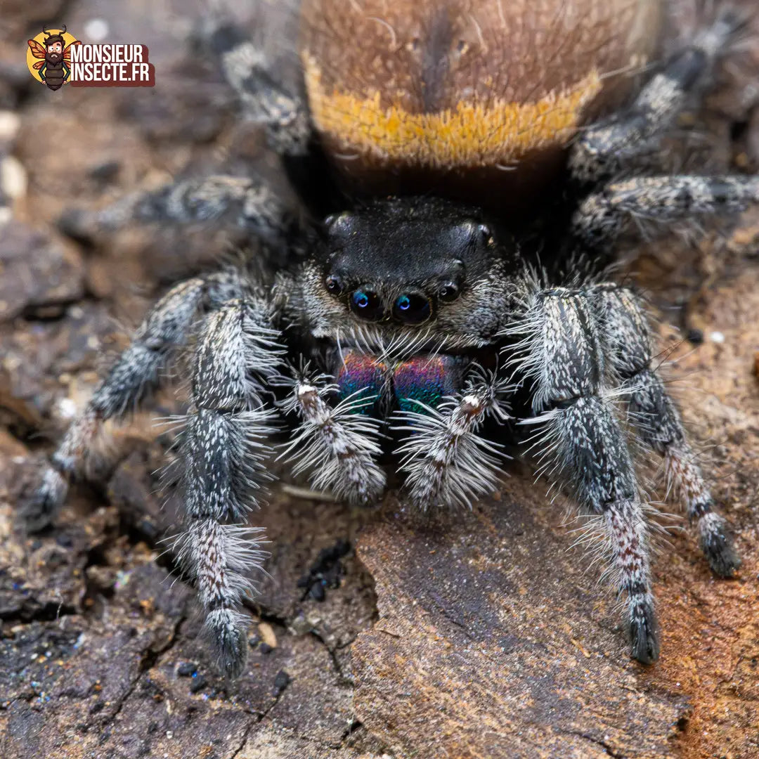 achat-phidippus-regius-sierra-de-bahorucco-6