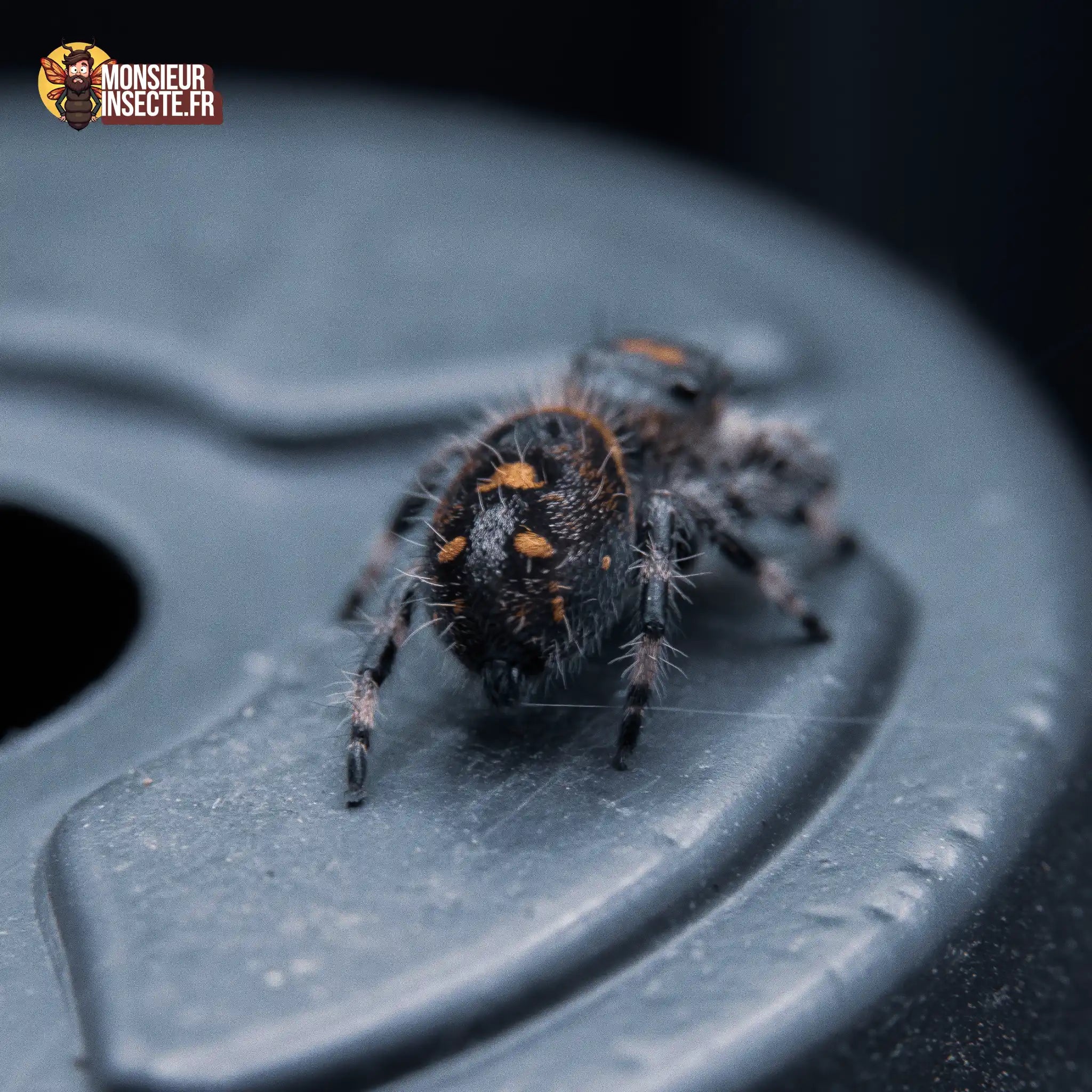 achat-phidippus-regius-soroa-2