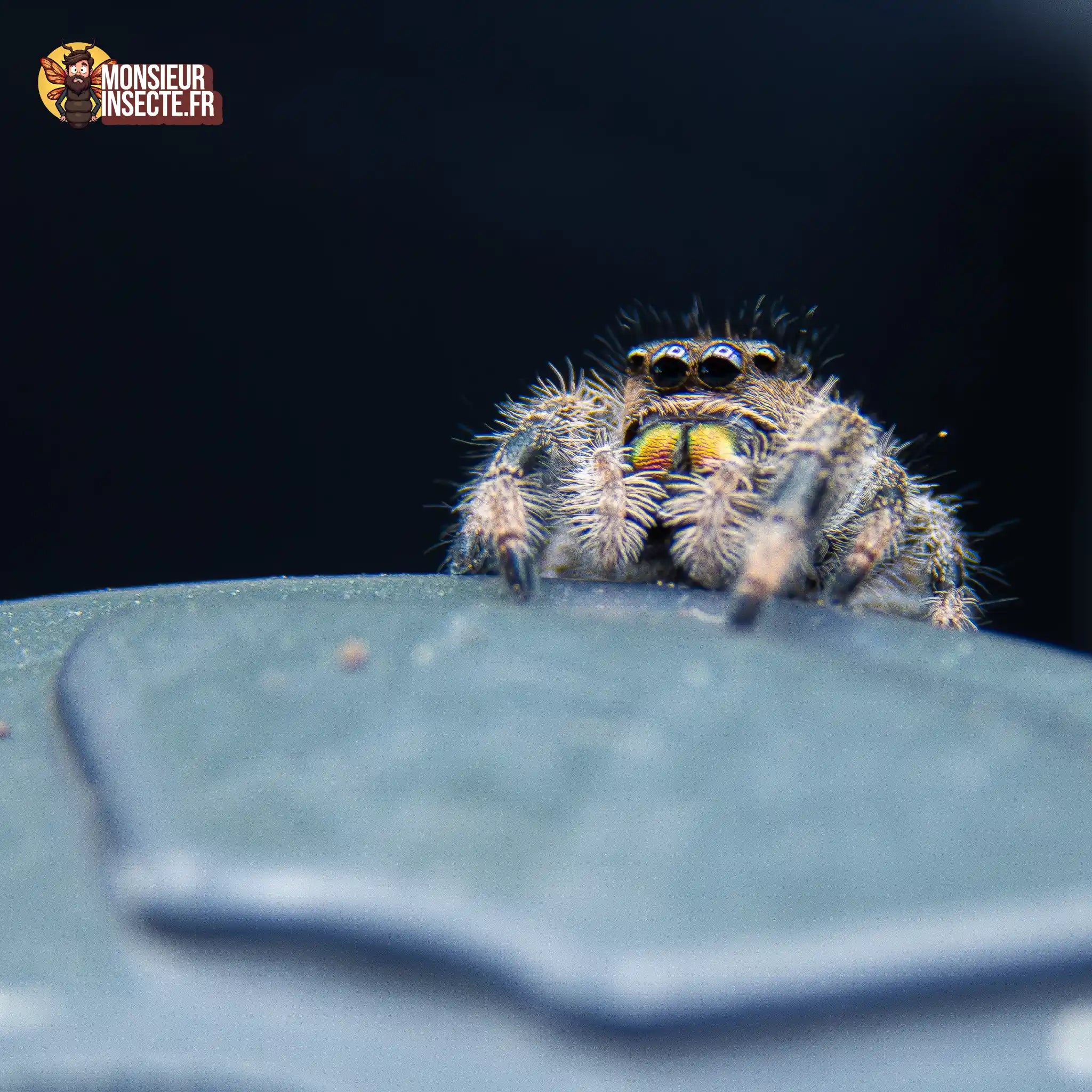 achat-phidippus-regius-soroa-3