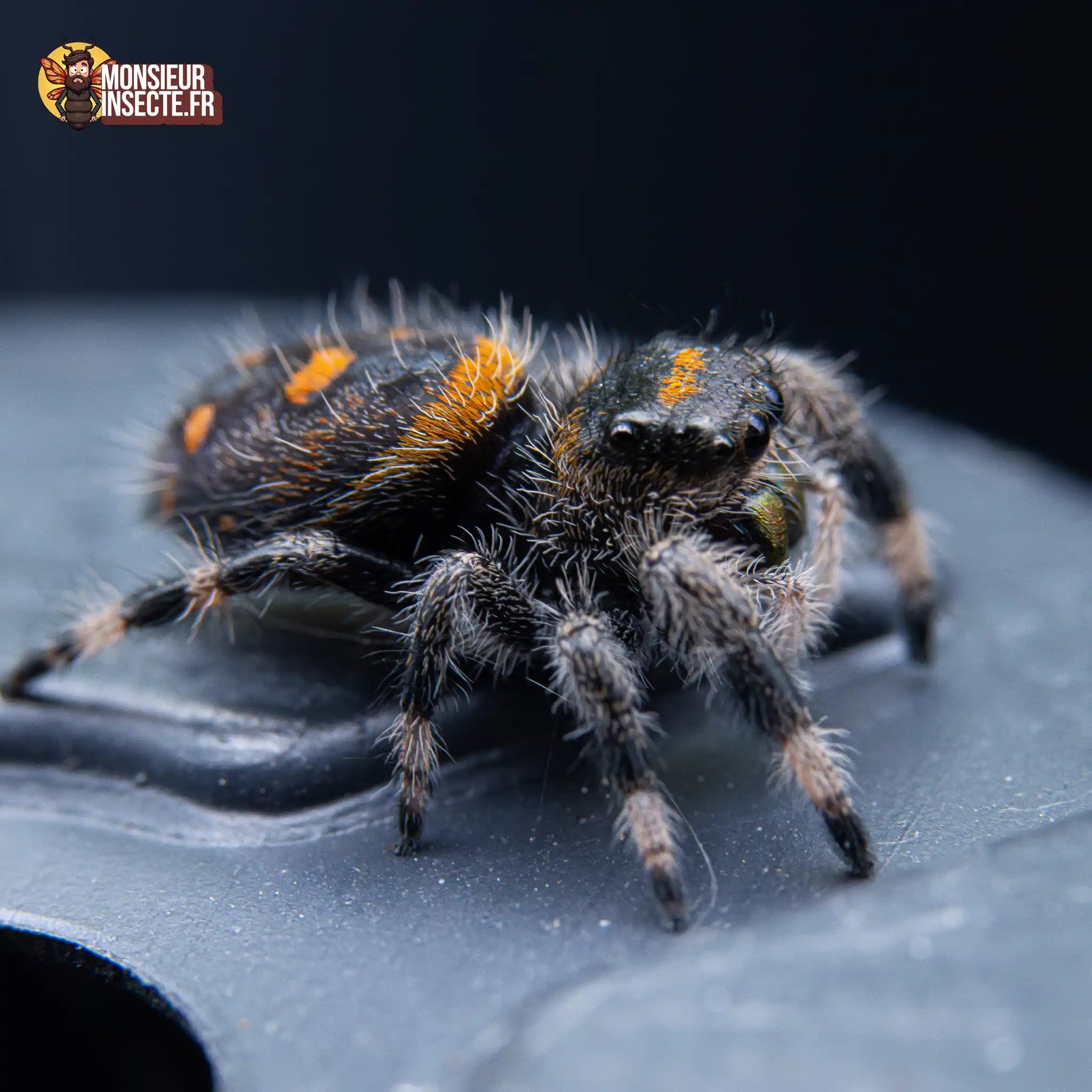 achat-phidippus-regius-soroa-4