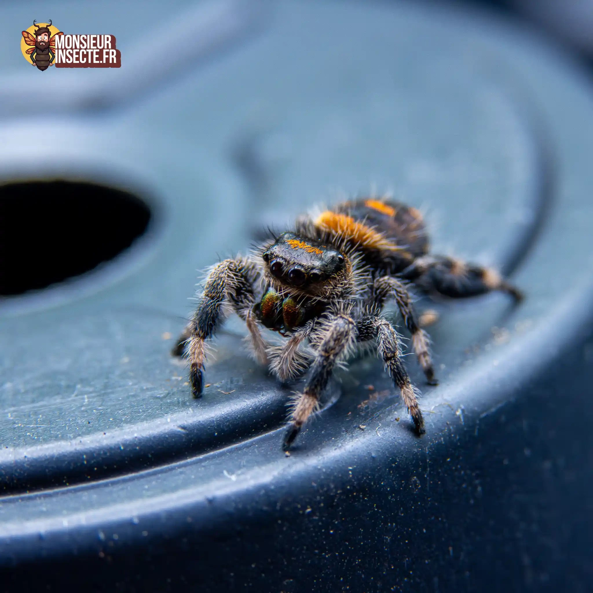 achat-phidippus-regius-soroa-6