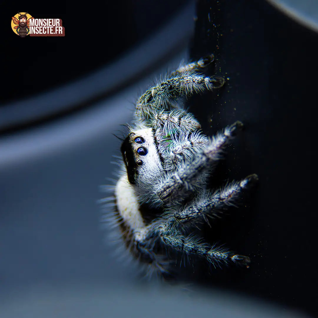 achat-phidippus-regius-white-bahamas-1