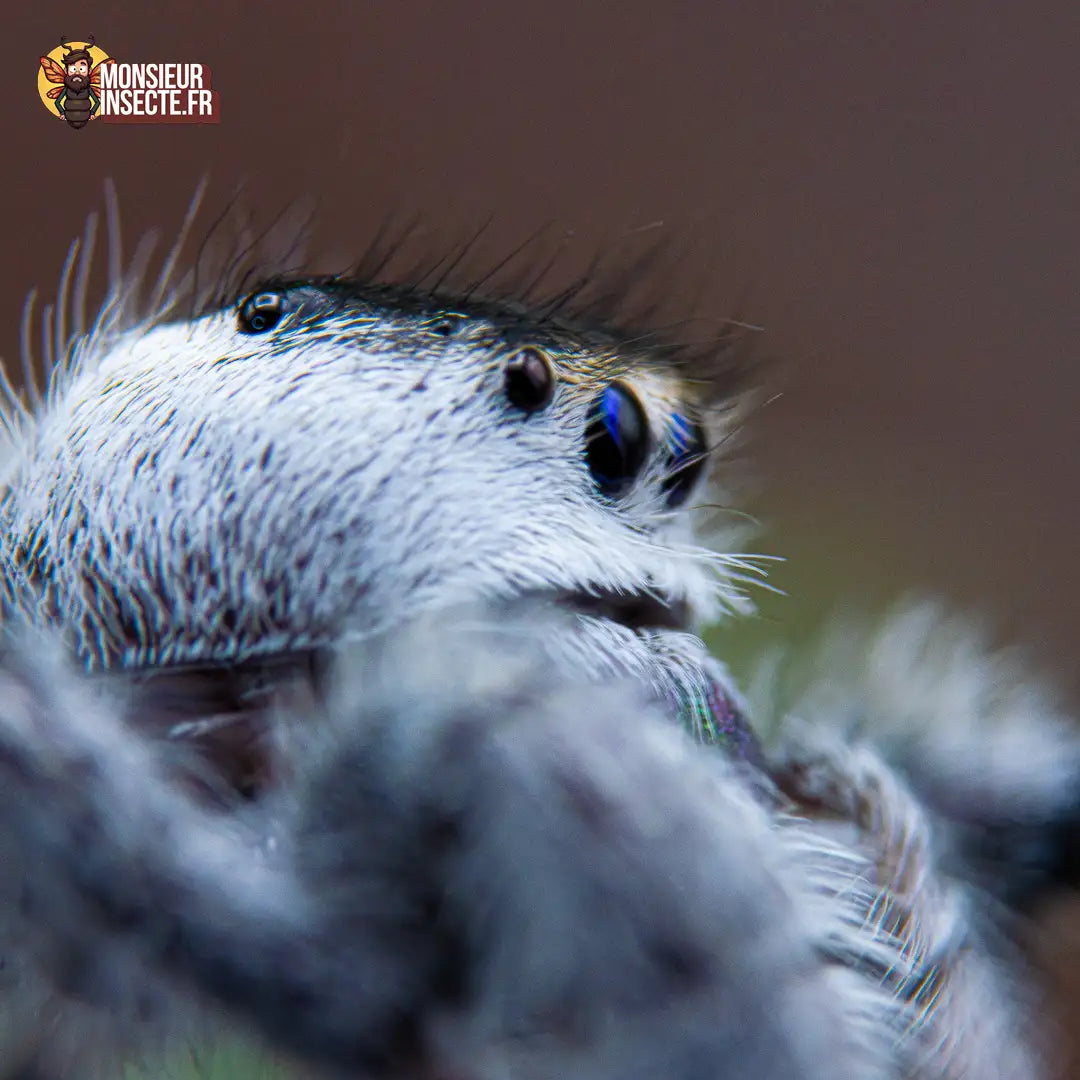 achat-phidippus-regius-white-bahamas-4