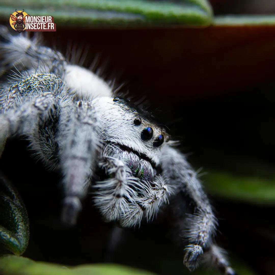 achat-phidippus-regius-white-bahamas-7