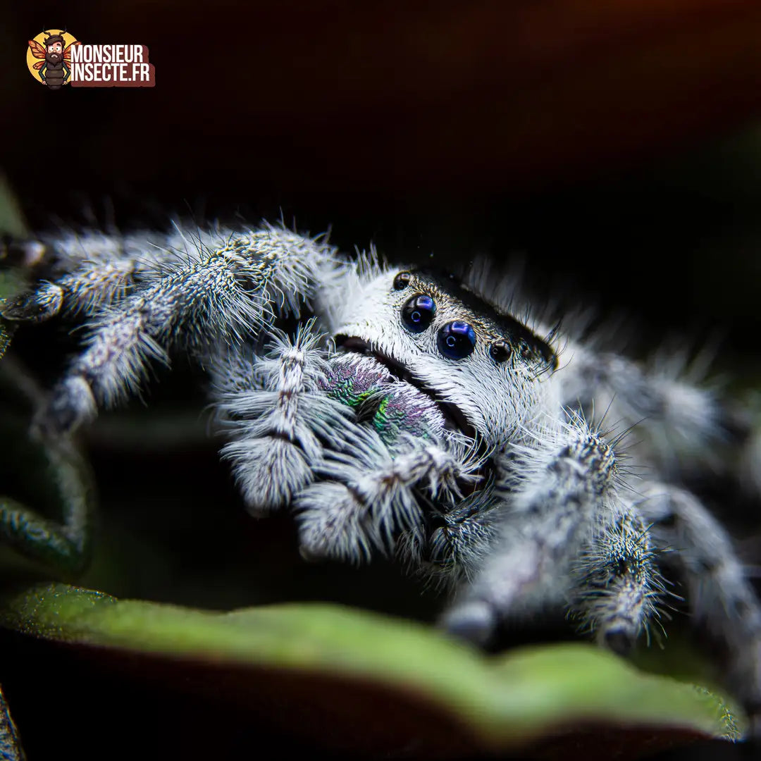 achat-phidippus-regius-white-bahamas-8